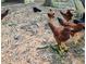 Numerous brown chickens foraging in an open yard area at 133 Acorn Ln, Pittsboro, NC 27312