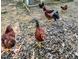 Several chickens standing in a natural yard with leaf litter and twigs at 133 Acorn Ln, Pittsboro, NC 27312