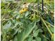 Lush tomato plant with green and yellow tomatoes ready for harvest in the garden at 133 Acorn Ln, Pittsboro, NC 27312