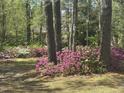 Landscaped yard with vibrant azaleas and mature trees offering a serene, wooded view at 184 Pine E St, Lillington, NC 27546