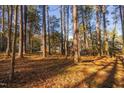 Wooded view of property showcasing home's privacy, enveloped by tall trees and serene natural surroundings on a sunny day at 1210 Huntsman Dr, Durham, NC 27713