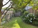 Fenced backyard featuring lawn, blue hydrangea bushes, and a border of foliage at 2612 Academy St, Sanford, NC 27332