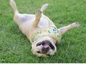 A cheerful dog with a harness playfully lays in the grass at 8945 Kennebec Crossing Drive # 54, Angier, NC 27501