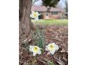 Close-up of white daffodils blooming, with a view of the brick home in the background at 1516 Park Ln, Hillsborough, NC 27278