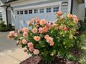 Charming home featuring a lush rose bush in the front yard at 111 Kalmia Dr, Durham, NC 27703