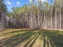 Secluded backyard surrounded by tall trees creating a private outdoor space at 10405 Hamish Dr, Zebulon, NC 27597
