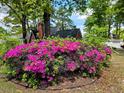 A large azalea bush provides a vibrant pop of color in the home's front yard at 1522 W Thomas St, Rocky Mount, NC 27804