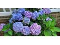 Beautiful closeup of lush hydrangea blossoms in shades of blue and purple at 108 Birdie Ct, Rocky Mount, NC 27804