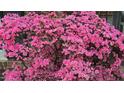 Up-close landscape shot showing colorful azalea bush with a brick house visible in the background at 505 Forest Rd, Oxford, NC 27565