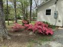 Side yard with flowering azaleas and mature trees adding color and privacy to the property at 505 E Graham St, Mebane, NC 27302