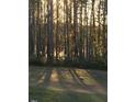Sunlight shining through the trees of a wooded property at 675 Anderson Creek Rd, Henderson, NC 27537