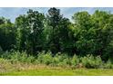 View of mature trees and greenery at 196 Cozy Brook Ct, Clayton, NC 27520