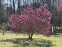 Scenic yard featuring a beautiful magnolia tree in full bloom, set against a backdrop of mature trees at 41 Maple Cir, Pittsboro, NC 27312