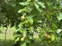 Close-up of a pear tree branch laden with ripening fruit, highlighting the property's natural bounty at 2436 Nc 97, Zebulon, NC 27597