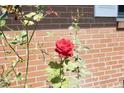A bright red rose accents the red brick exterior of this home at 1209 Landon St, Durham, NC 27703