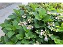Close-up of a lush hydrangea bush with vibrant green leaves and delicate pink and white flowers at 120 Jennel Way, Durham, NC 27707
