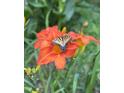 Beautiful image of a vibrant orange flower with a butterfly perched on its petals, capturing nature's beauty at 676 Whitehurst, Pittsboro, NC 27312