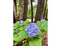 Close-up of a vibrant hydrangea bush with lush green leaves blooming outside the home at 516 Ryan Rd, Cary, NC 27511