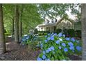 Beautiful front yard with blooming blue hydrangeas and lush greenery at 150 Churchill Rd, Louisburg, NC 27549