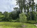 Lush green backyard featuring a small weeping willow tree, surrounded by a thick forest, and providing privacy at 656 Barneswyck Dr, Fuquay Varina, NC 27526