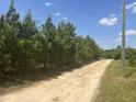 View of long dirt road surrounded by a peaceful tree lined border under a clear blue sky at 248-A Gilbert Rd, Benson, NC 27504