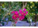 Close-up of fuchsia-colored flowers with yellow centers at 117 Scott Ln, Chapel Hill, NC 27514