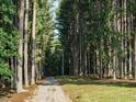 Gravel driveway flanked by towering trees leading to the property at 45 Softwood Dr, Franklinton, NC 27525