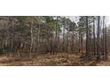 Image shows a wooded section of property, covered with pine and bare-branched trees at 8430 Orange Grove Rd, Chapel Hill, NC 27516
