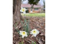 View of daffodil flowers blooming in the front yard of the home at 1516 Park Ln, Hillsborough, NC 27278