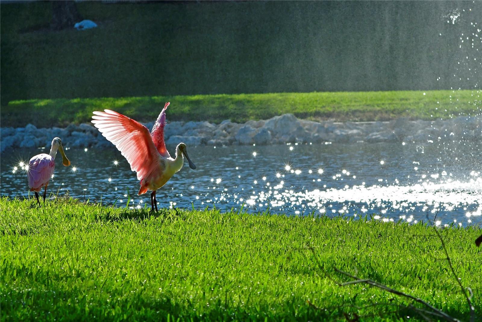 Photo #52