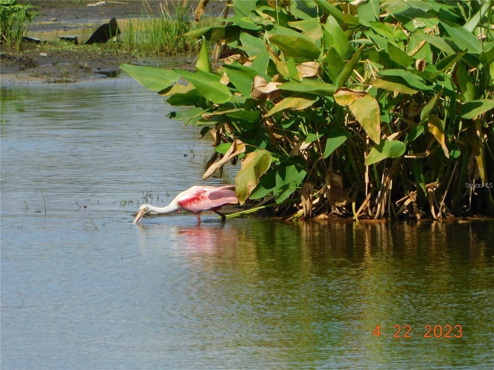 Photo #46