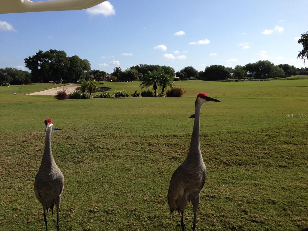 Photo #43