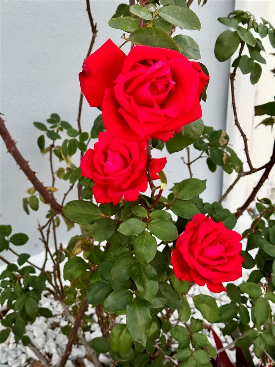 Photo #37