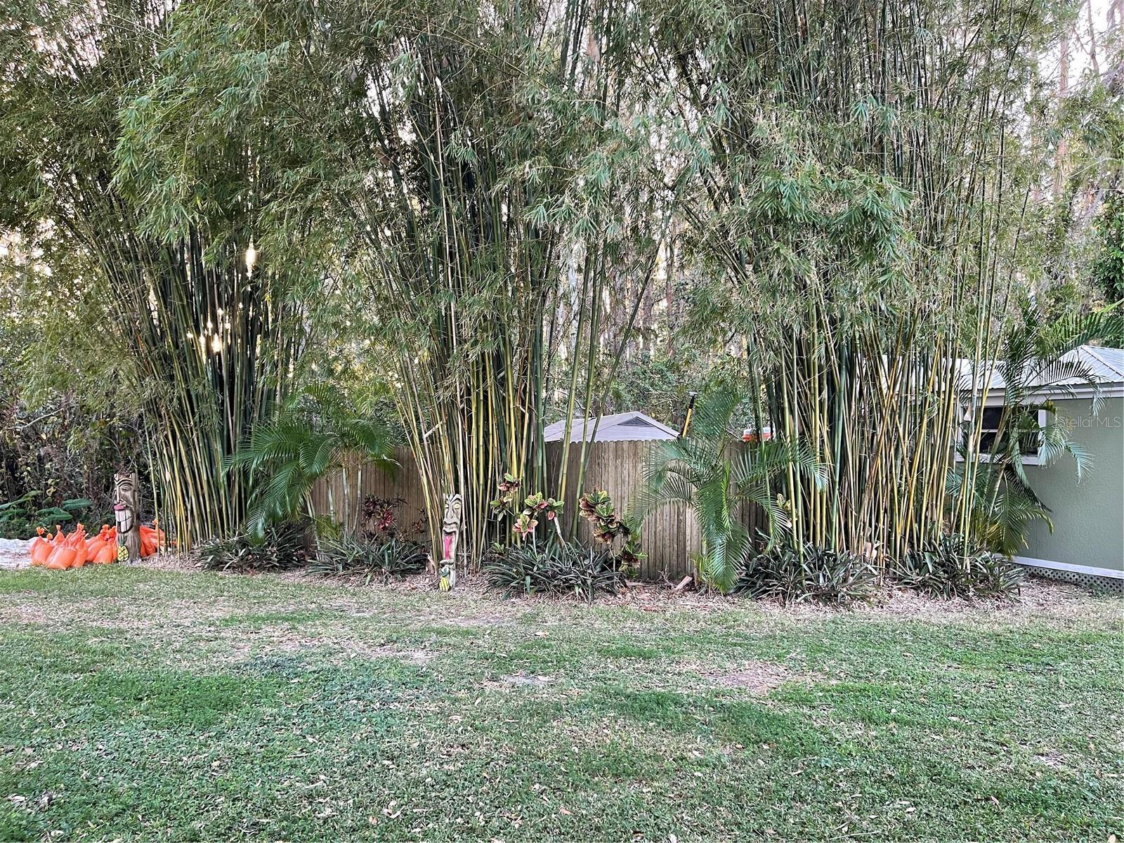 Photo #42