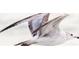 A white bird in flight at 443 Picasso Dr, Nokomis, FL 34275