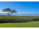 Tranquil waterfront view with lush greenery and a solitary tree at 4731 Independence Dr # 4731, Bradenton, FL 34210