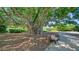 Relaxing view of a large banyan tree with a park bench at 4540 Gulf Of Mexico Dr # Ph1, Longboat Key, FL 34228