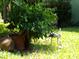 Backyard with flamingo statue and lush foliage at 2403 Palma Sola Blvd, Bradenton, FL 34209