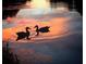 Close-up silhouette of ducks swimming on the pond with a stunning sunset reflection at 4938 72Nd E Ct, Bradenton, FL 34203