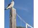 Seagull perched on a wooden post near a volleyball net on a sunny beach at 114 31St St, Holmes Beach, FL 34217