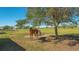 Scenic view of horses grazing in a lush pasture under the shade of a large tree on a sunny day at 25205 67Th E Ave, Myakka City, FL 34251