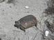 Gopher tortoise on the beach at 8625 Midnight Pass Rd # 505B, Sarasota, FL 34242