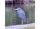 Blue Heron standing by the water's edge at 9393 Midnight Pass Rd # 201, Sarasota, FL 34242