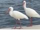 Two white ibises standing near the water at 9393 Midnight Pass Rd # 201, Sarasota, FL 34242