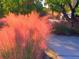 Beautiful walkway lined with vibrant pink Muhly grass at 9393 Midnight Pass Rd # 201, Sarasota, FL 34242