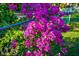 Vibrant purple bougainvillea adds curb appeal at 1285 & 1289 Hagle Park Rd, Bradenton, FL 34212