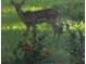 Peaceful backyard with a young deer at 6700 S Gator Creek Blvd, Sarasota, FL 34241