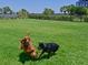Dogs playing fetch in a grassy dog park at 1010 Tidewater Shores Loop # 103, Bradenton, FL 34208