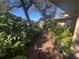 Paved pathway winds through a lush, tropical garden at 1827 Baywood Dr, Sarasota, FL 34231