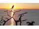 Scenic sunset view over the water, with a silhouette of a bird perched on a tree branch at 4311 Bay Shore Rd, Sarasota, FL 34234
